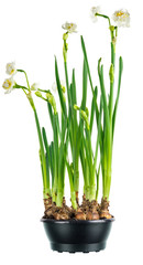 paperwhite daffodils