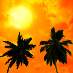 Fototapeta na wymiar Palm trees a on sunset background