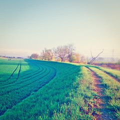 Fototapeta premium Pasture