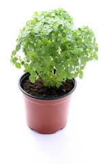 Basilic en pot