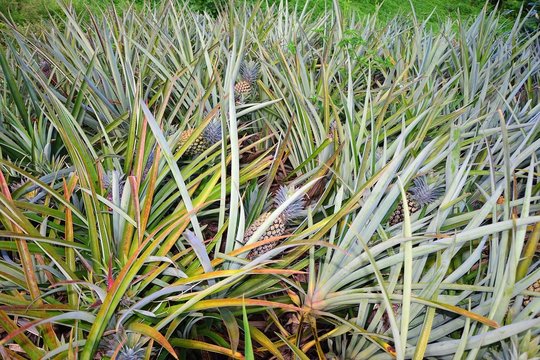 TAHITI :  CULTURE DE L'ANANAS
