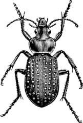 Vintage graphic insect ground beetle