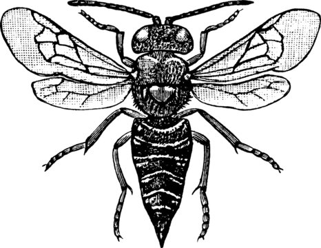 Vintage graphic insect wasp