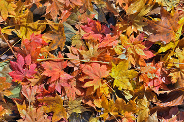 Naklejka na ściany i meble Autumn leaves of maple 1