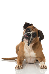 Boxer zieht Grimasse