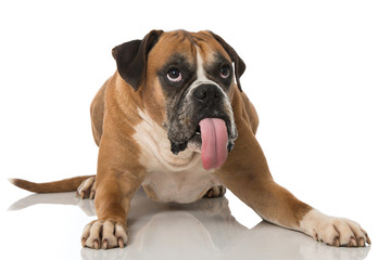 Boxer bleckt die Zunge