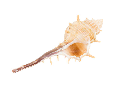 Bent-spined Shell - MURICIDAE, Murex aduncospinosus