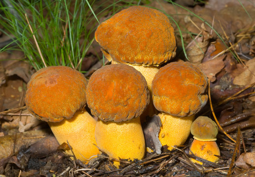 Mushrooms (Leccinium extremiorientale) 17