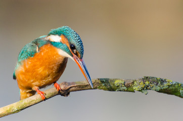 Common Kingfisher