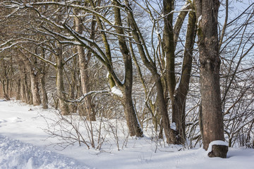 Baumreihe im hohen Schnee