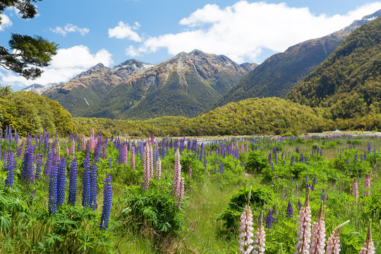 Beautiful landscape with mountains and wild flowers in Fiordland