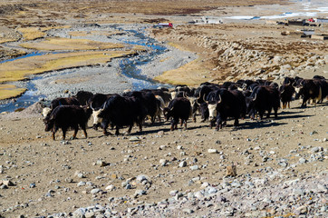 A herd of yaks in the mountains of Tibet