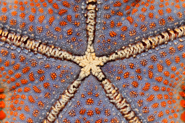 Colorful starfish, Zanzibar island