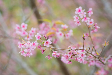 Wild Himalayan Cherry Blossoms in Phu Lom Lo Thailand