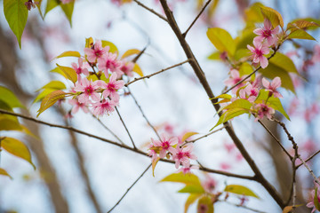 Wild Himalayan Cherry Blossoms in Phu Lom Lo Thailand
