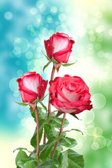 Obraz premium rose flower