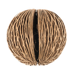 Cerbera dry fruit on white background