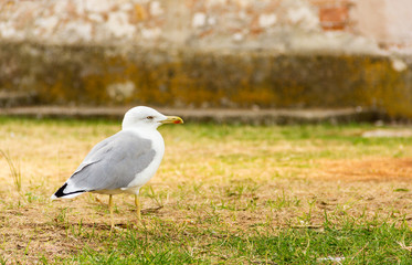 Seagull on the grass