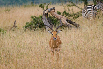 Impala Deer in Masai Mara National Reserve, Kenya, Africa