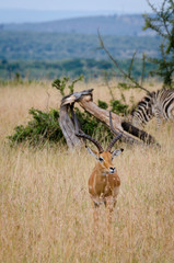 Fototapeta premium Impala Deer in Masai Mara National Reserve, Kenya, Africa