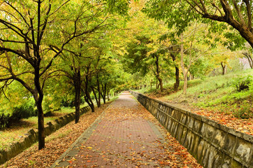 Fototapeta na wymiar Empty path in Autumn