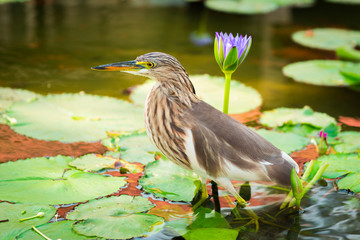 beautiful Javan Pond Heron bird