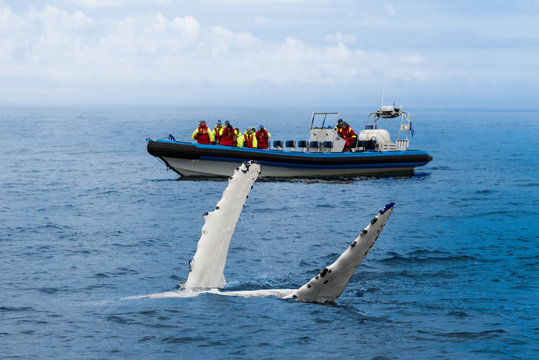 Wale Watching - Walbeobachtung - Buckelwal