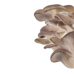 Oyster mushrooms, close-up.