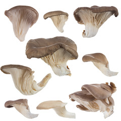 Oyster mushrooms, close-up.