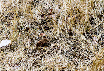 Texture hay close up in color.