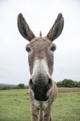 funny donkey face