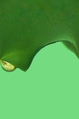 Green Pepper Abstract