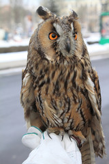 Owl in the blurry background