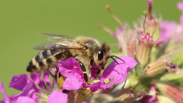 Beautiful Spring pink flowers with flying bees collecting honey