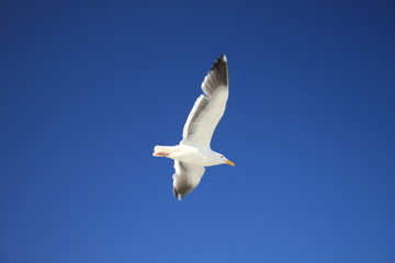 Seagull