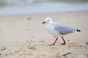 silver gull