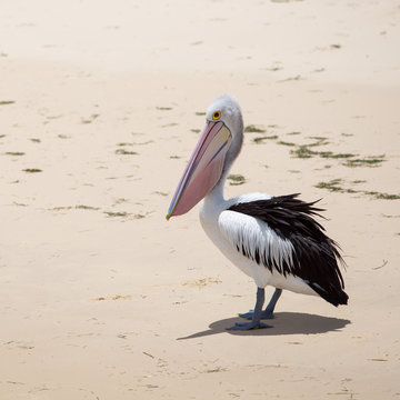 Pelican in natural