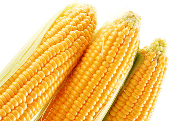 Ears of corn isolated on a white background