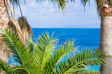 tropical plants with blue sea in the background