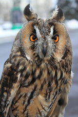Owl in the blurry background