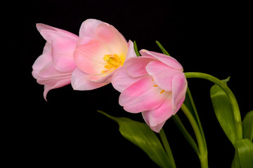Obraz na płótnie Canvas Pink Tulip Floral Arrangement