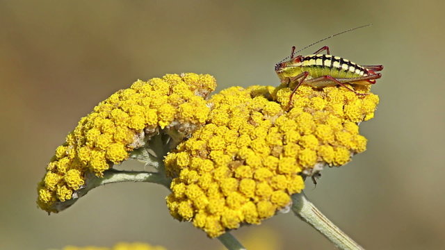 Grasshopper landed on a yellow spring flower on mountain hills