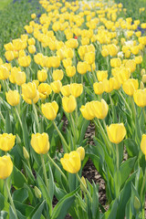 Obraz premium yellow Tulips flowerbed in springtime
