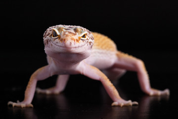 Gecko 