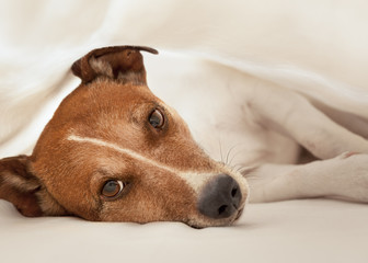dog in bed