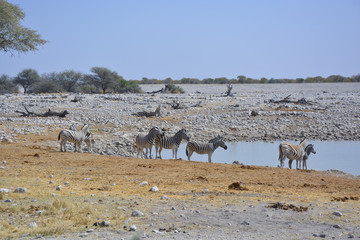 Fototapeta na wymiar Waterhole, Okaukuejo, Etosha Nationalpark, Namibia, Africa