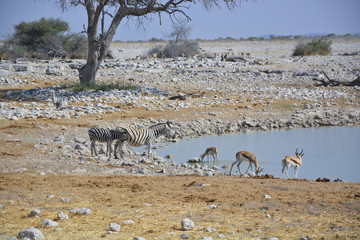 Fototapeta na wymiar Zebras at Waterhole, Okaukuejo, Etosha, Namibia, Africa
