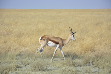 Springbok, Okaukuejo, Etosha National Park, Namibia, Africa