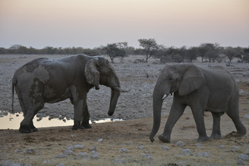 Fototapeta na wymiar Two elephants, Okaukuejo, Etoscha National Park, Namibia, Africa
