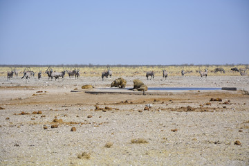 Lions at Sonderkop Waterhole, Etosha, Namibia, Africa